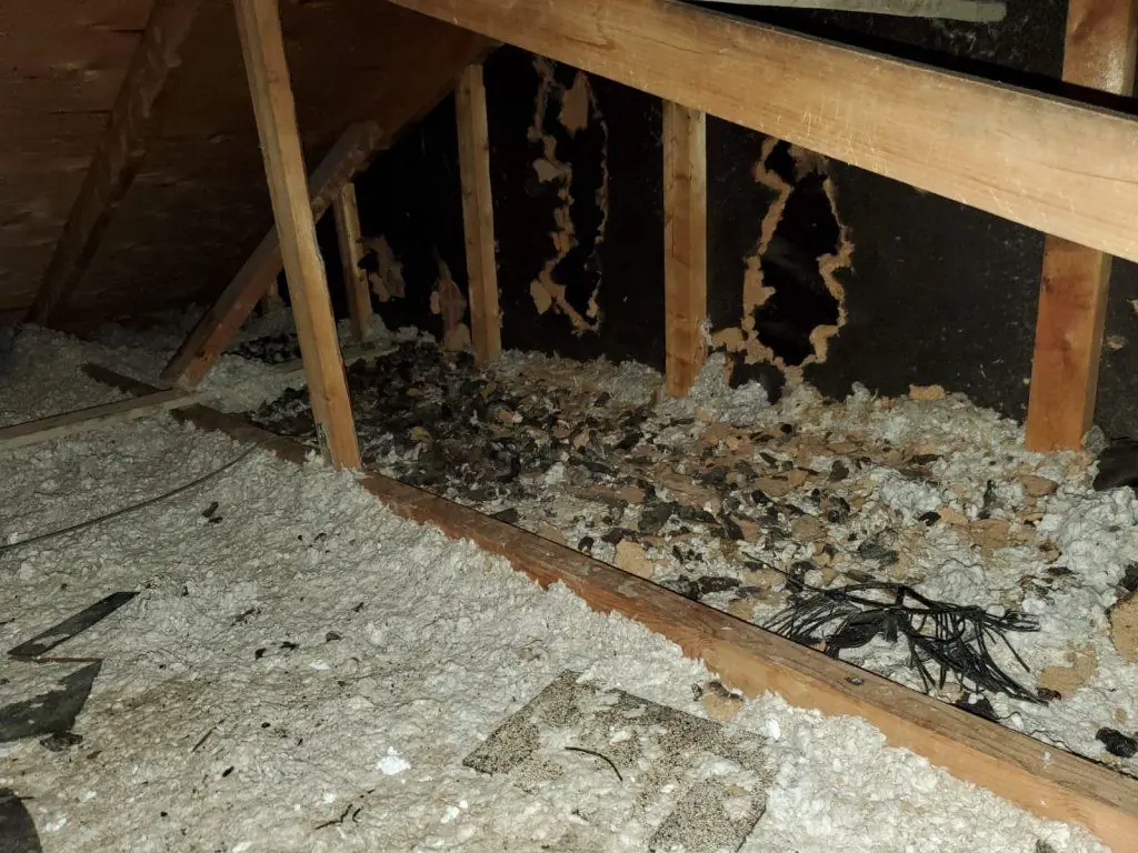 Attic contamination and chewed wood requiring cleanup