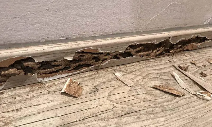 Damaged baseboard and wood trim showing pest-related structural damage