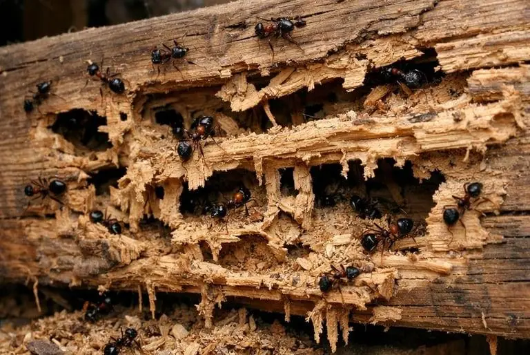 Carpenter ants tunnelling through damaged wood inside a Winnipeg property