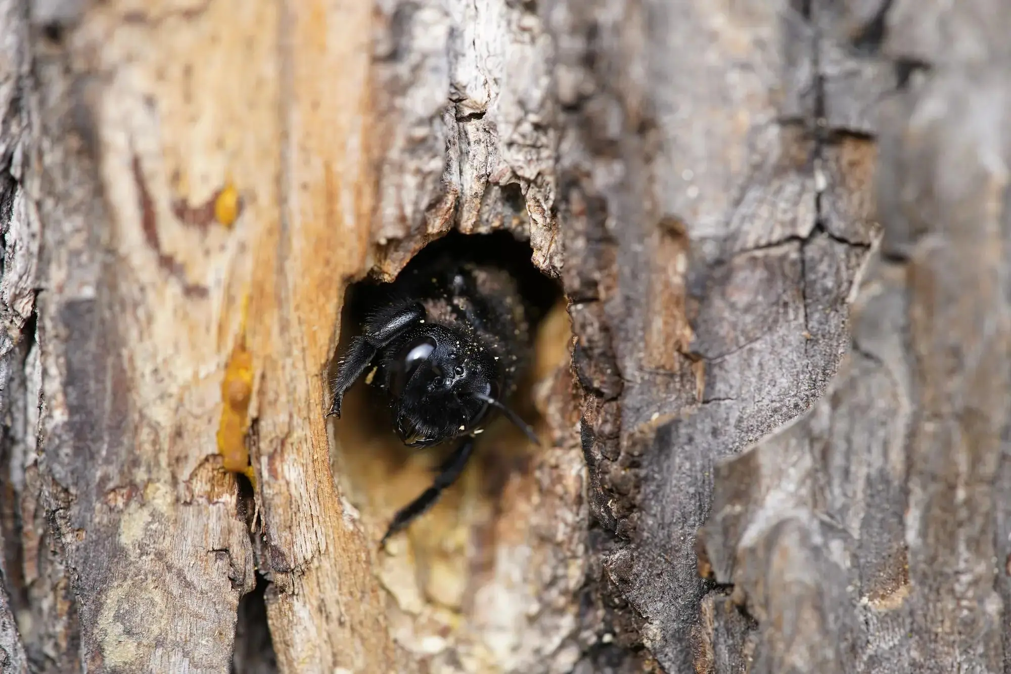 Carpenter bee inside a round wood hole
