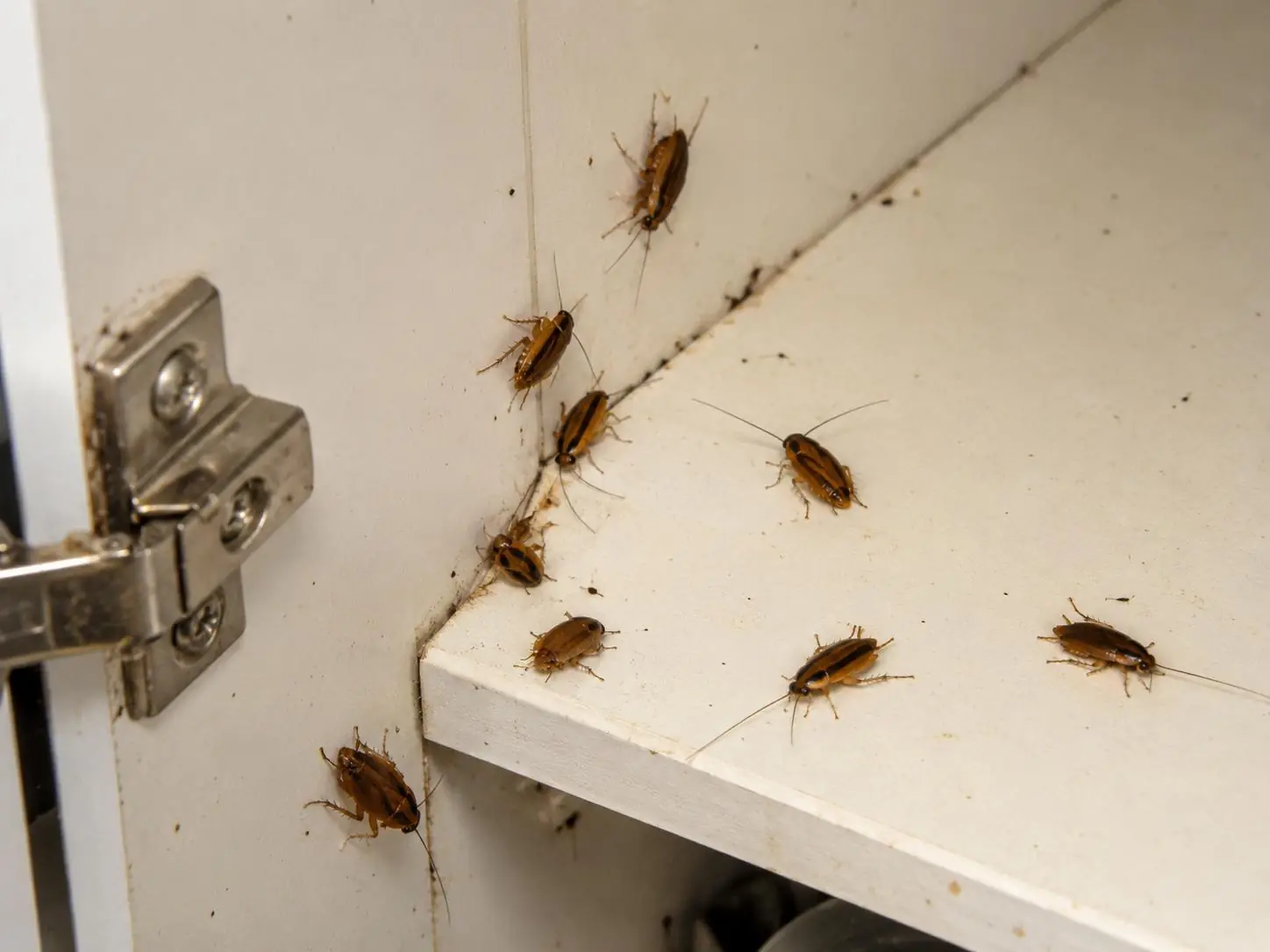 Cockroaches inside a cabinet near a hinge
