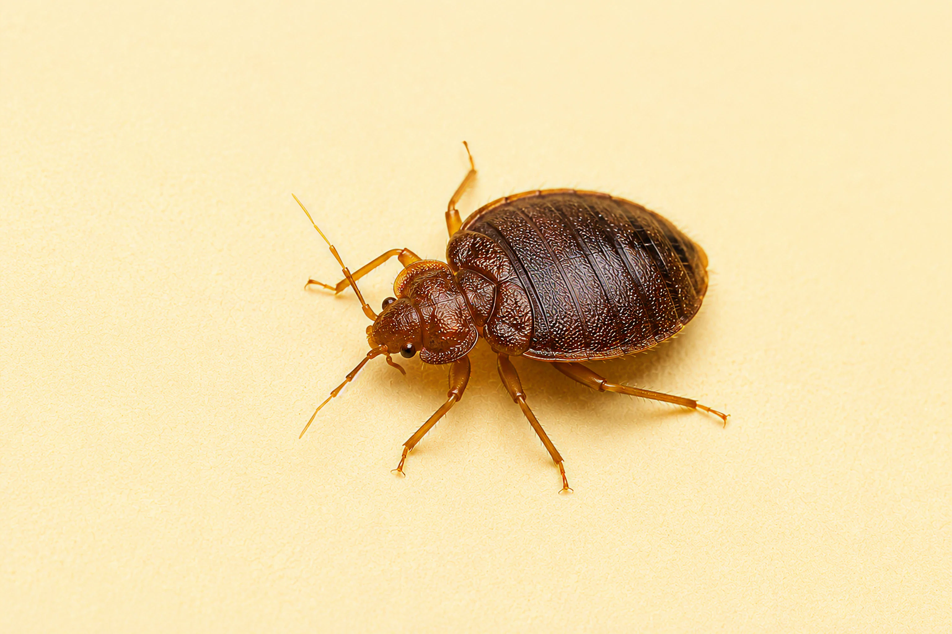 Adult bed bug