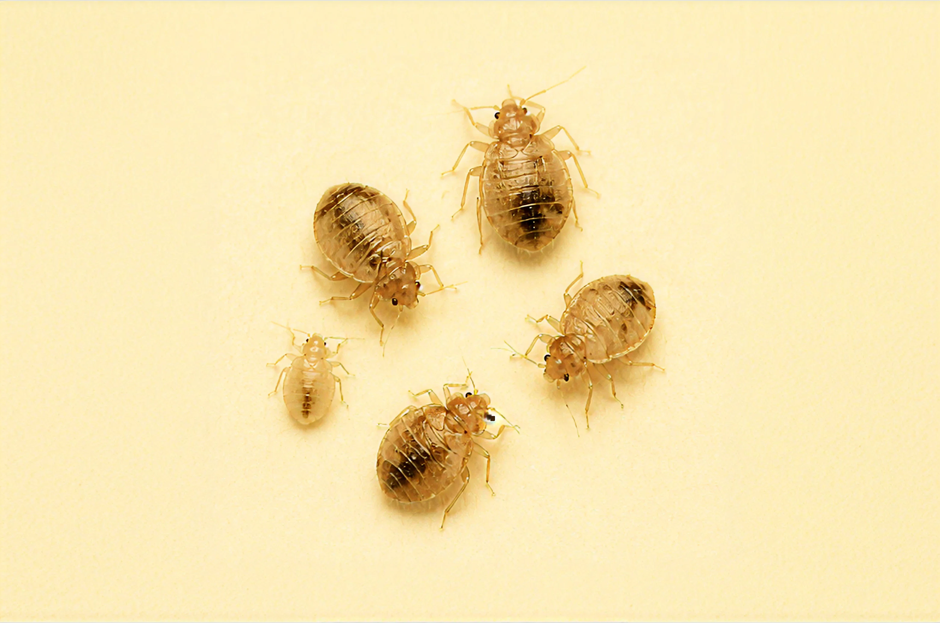Bed bug nymph