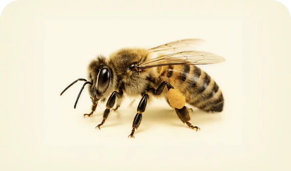 Honey bee carrying pollen
