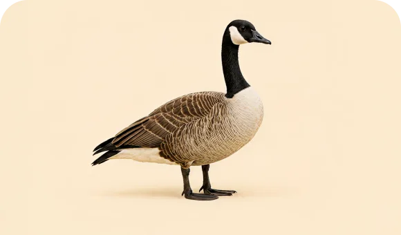Canada goose macro
