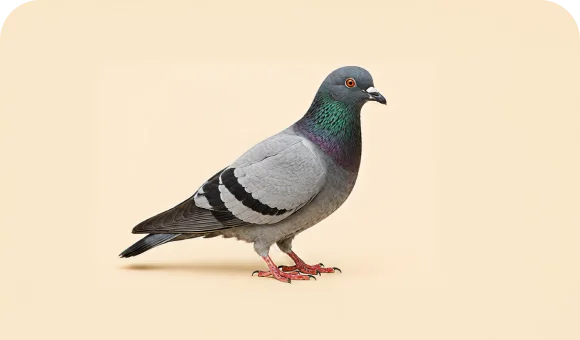 Rock pigeon macro
