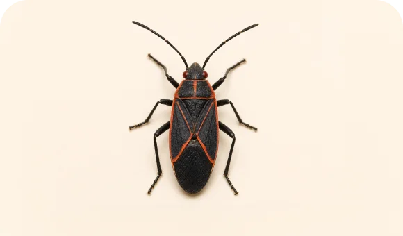 Boxelder bug macro