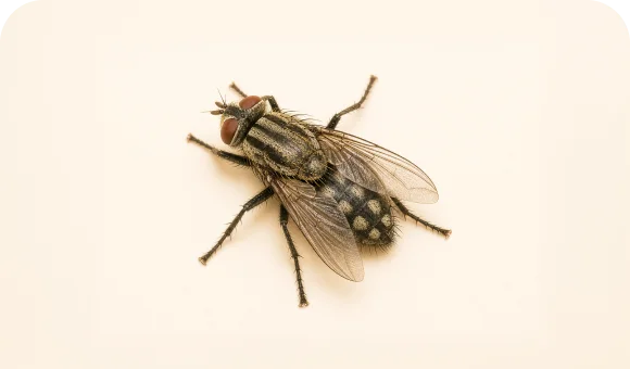Cluster fly macro