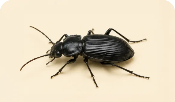 Ground beetle macro