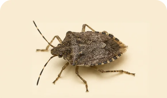 Stink bug macro