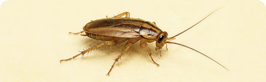 German cockroach