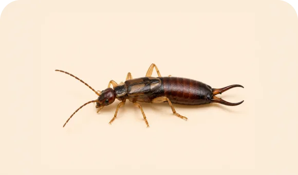 Earwig macro