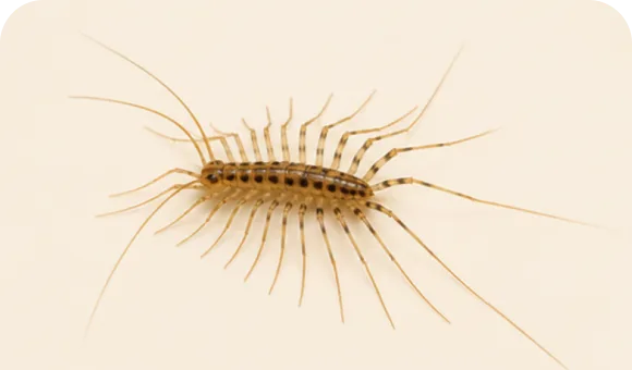 House centipede macro