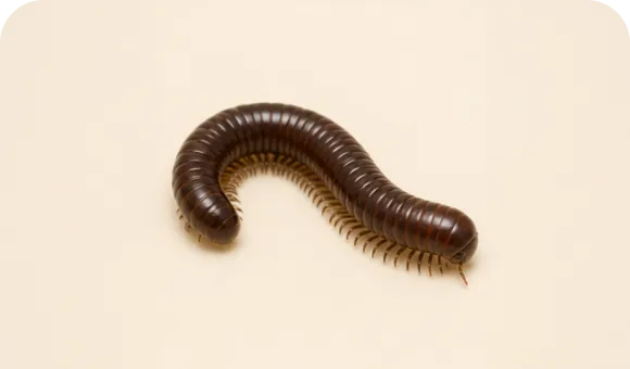 Millipede macro