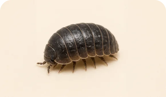 Pillbug macro