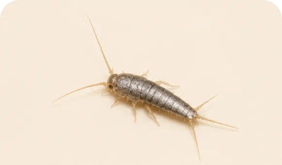 Silverfish macro