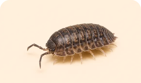 Sowbug macro