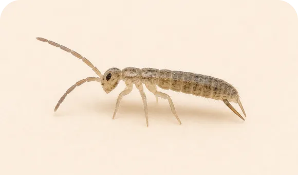 Springtail macro