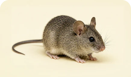 Deer mouse