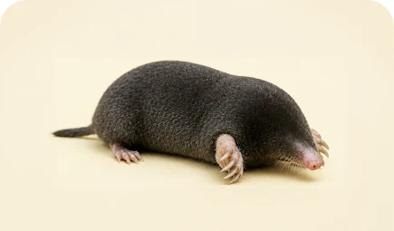 Eastern mole
