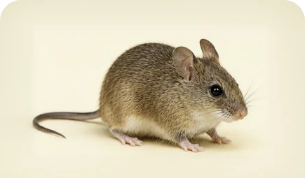House mouse
