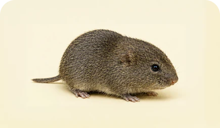 Meadow vole