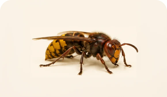 Mud dauber wasp